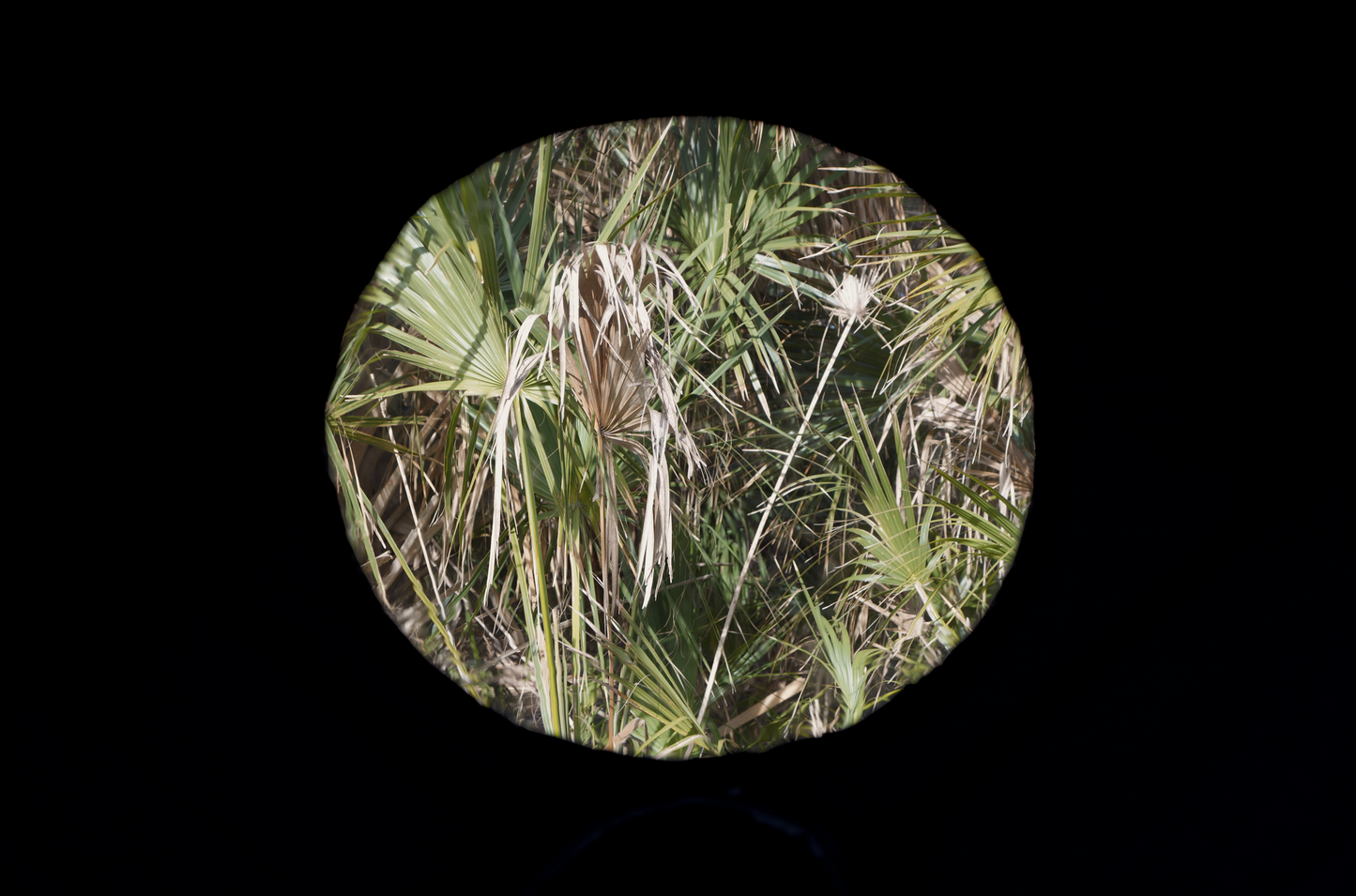 View of palm trees through a round window in a dark space.