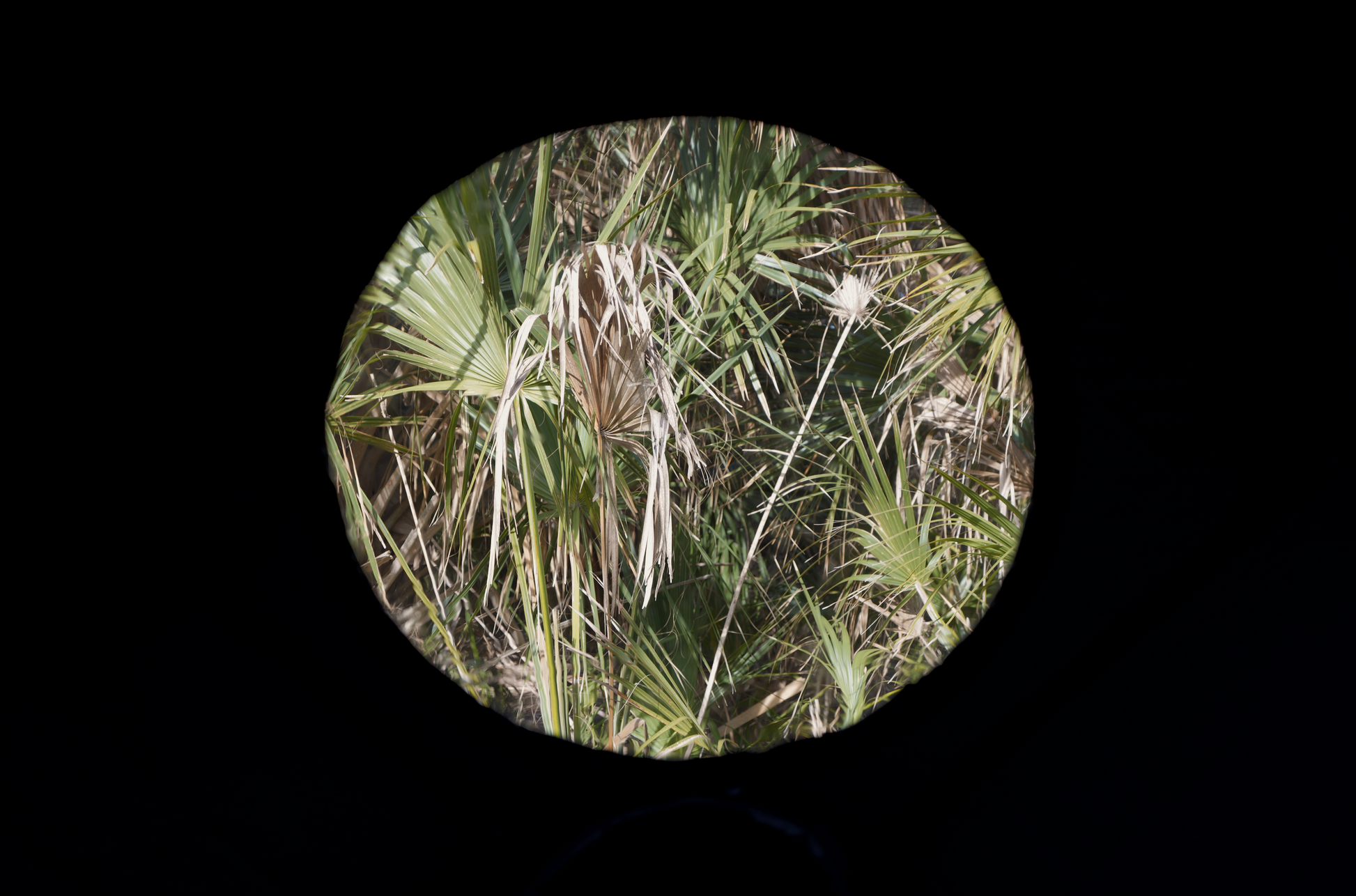 View of palm trees through a round window in a dark space.