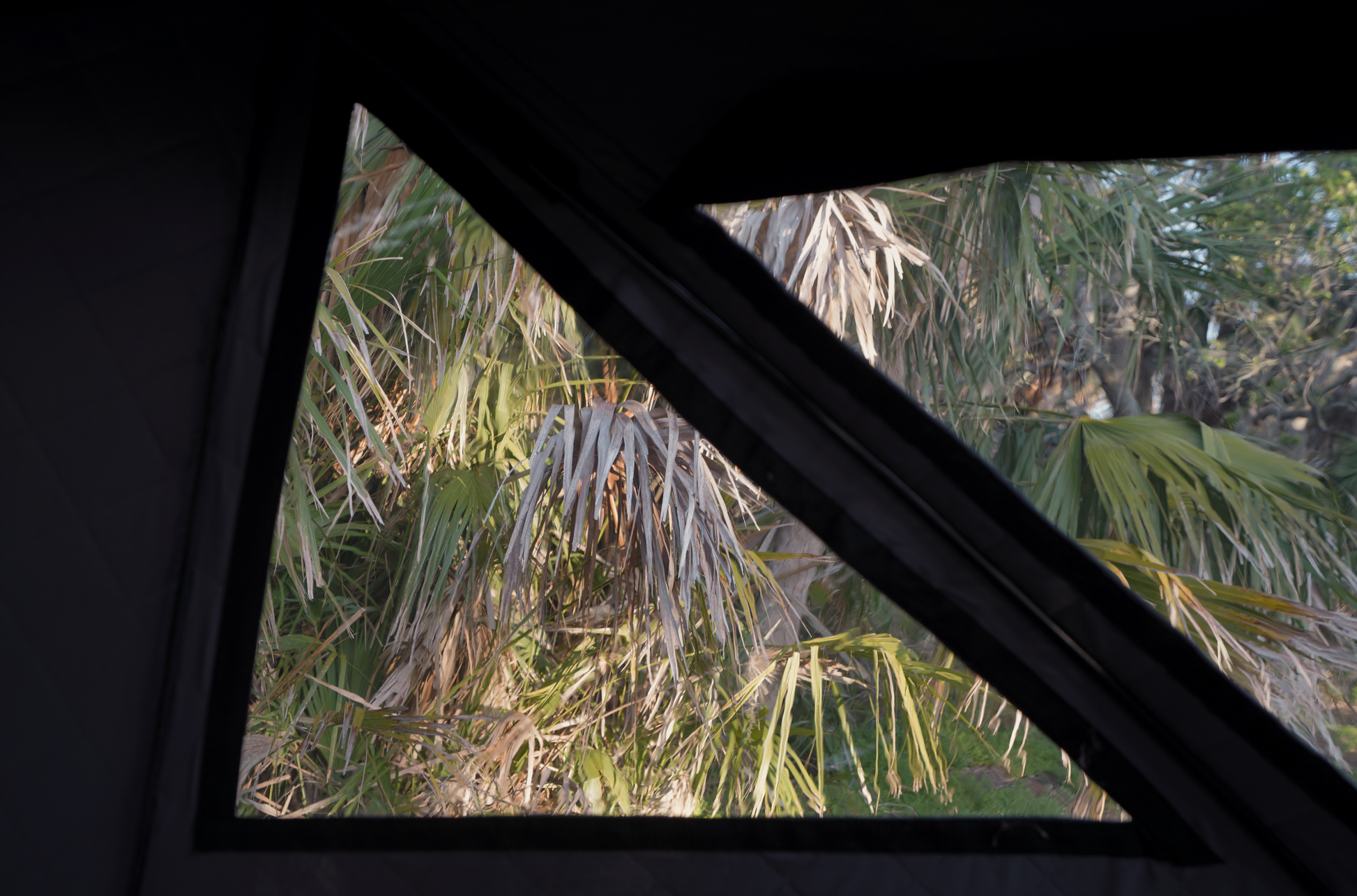 View from inside Nova 6 Sauna Tent (6-person; tent only) through window with palm trees outside.