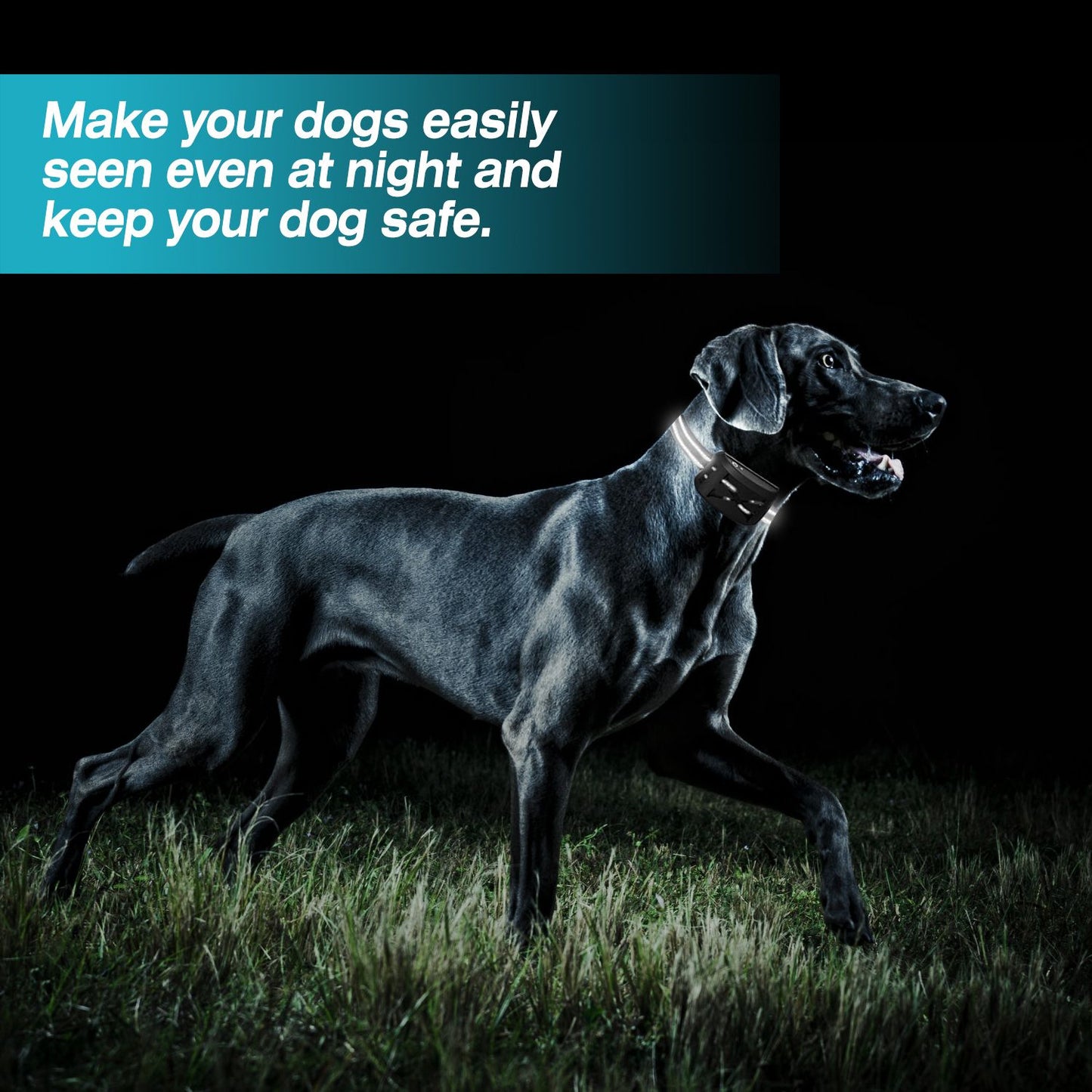 Dog wearing 2 In 1 Wireless Electric Dog Fence Collar, visible at night, highlighting waterproof and adjustable features for safety.