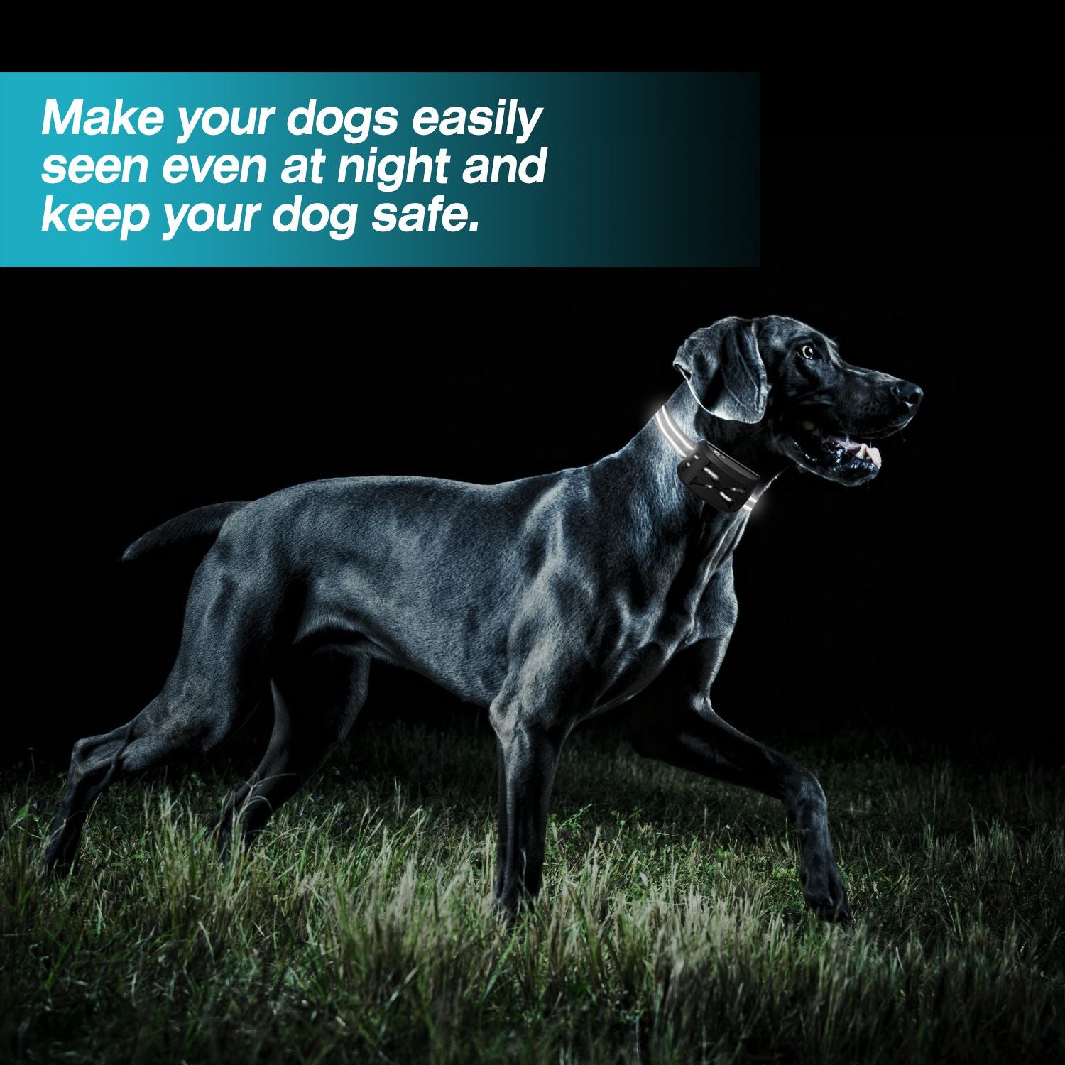 Dog wearing 2 In 1 Wireless Electric Dog Fence Collar, visible at night, highlighting waterproof and adjustable features for safety.