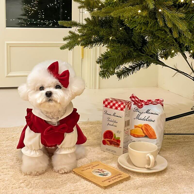 Small dog wearing Christmas Pet Dress for Small Medium Dog in festive setting with holiday snacks under tree.