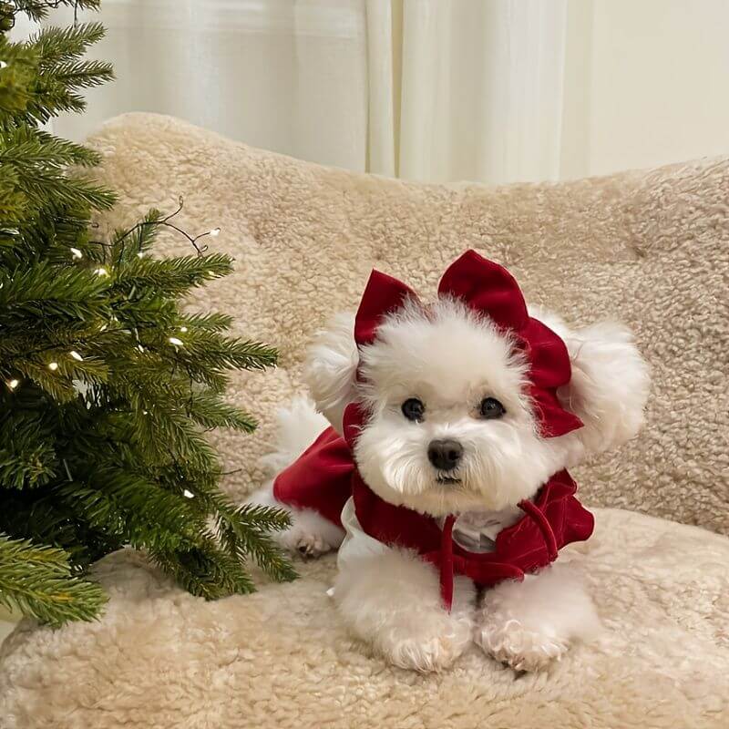 Christmas Pet Dress for Small Medium Dog next to Christmas tree.